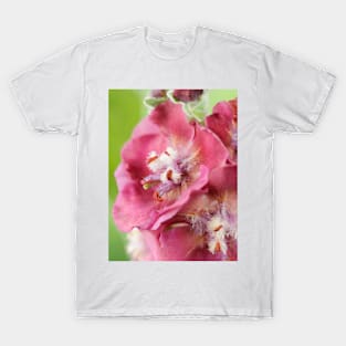 Verbascum  &#39;Cherry Helen&#39;  Mullein T-Shirt